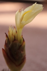 花散歩ミョウガ