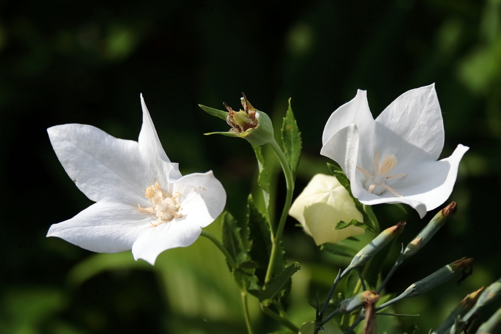 花散歩白花桔梗