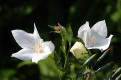 花散歩白花桔梗