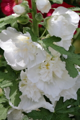 花散歩タチアオイ白１