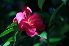 さざんか咲き始め２