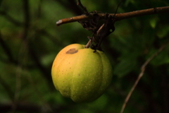 花散歩木瓜の実１