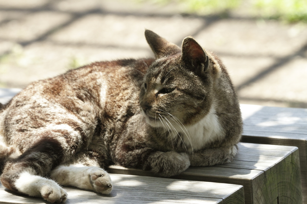 くつろぐノラ３