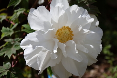 花散歩牡丹８