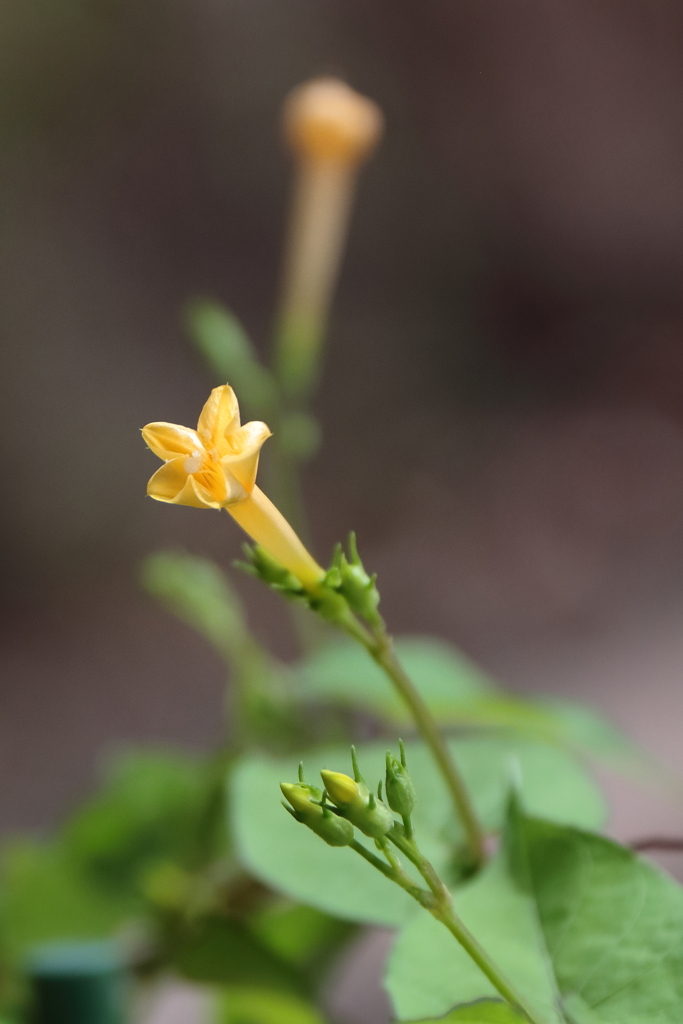 花散歩朝顔１