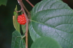 花散歩ヒメコウゾの実１