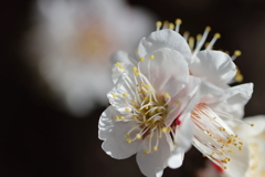 久々のマクロ１