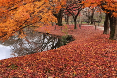 紅葉の京都植物園４