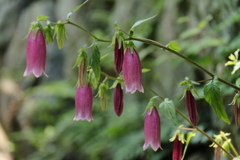 ホタルブクロ紫