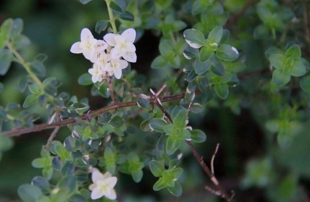 花散歩クリーピングタイム？