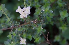 花散歩クリーピングタイム? 花散歩クリーピングタイム?