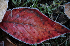 ソルティドッグをまねて