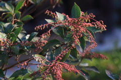 春を待つ馬酔木