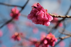 寒緋桜開花１
