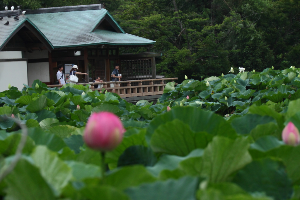 蓮の咲く風景２