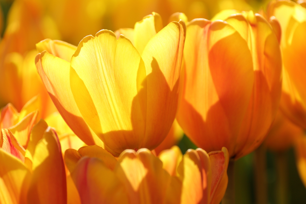 冬チューリップ　オレンジ２