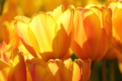 冬チューリップ　オレンジ２