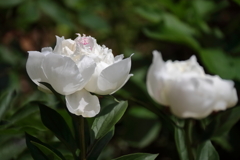 花散歩芍薬２