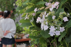 あじさいの咲く店先