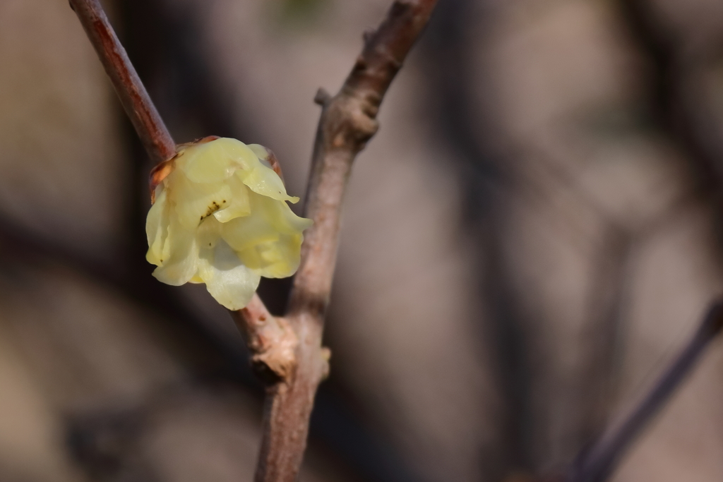 間もなく交代１