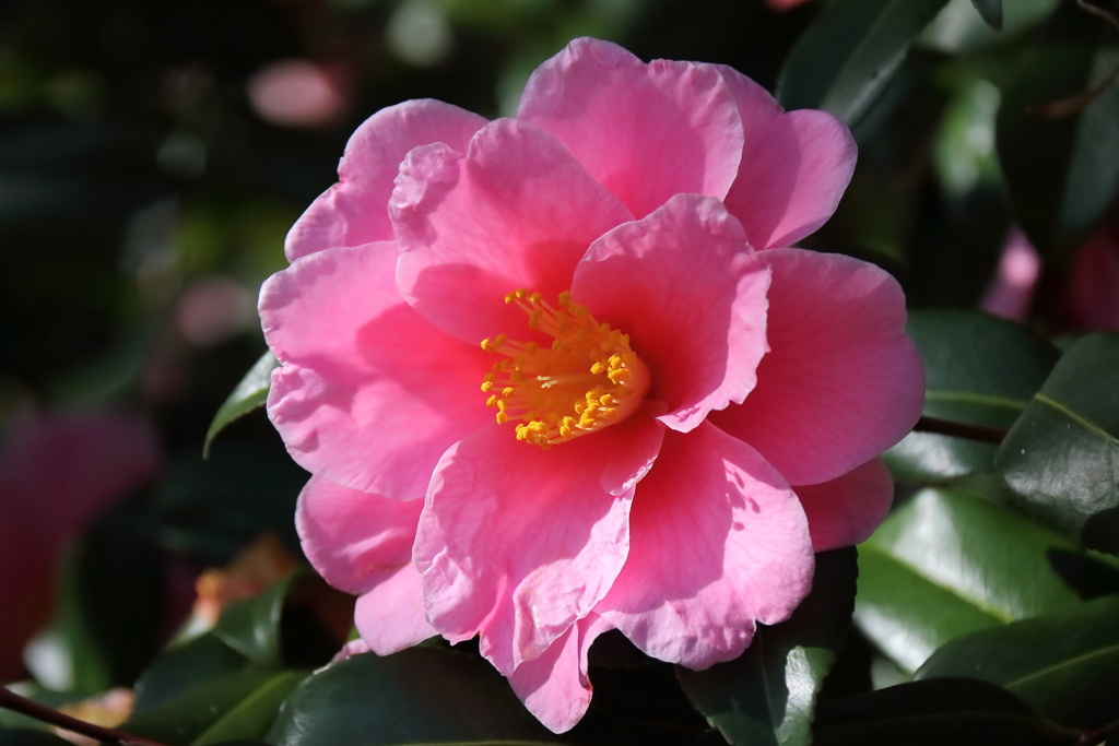花散歩ハルサザンカ３