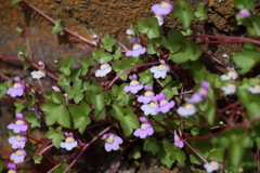 花散歩ツタバウンラン