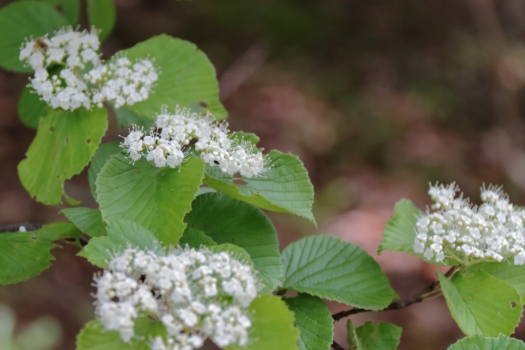 ガマズミの花１