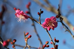 紅梅負けじと５