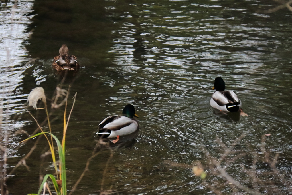 晩秋のカモ３
