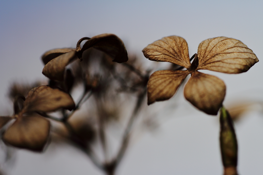 想い出の向こう