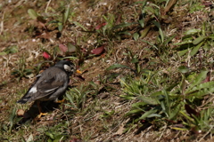 美味しいもの探し
