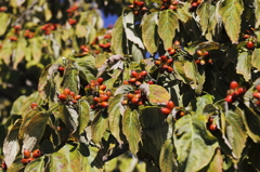 秋に染まる　ハナミズキ