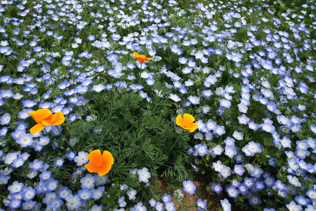 ネモフィラに囲まれて