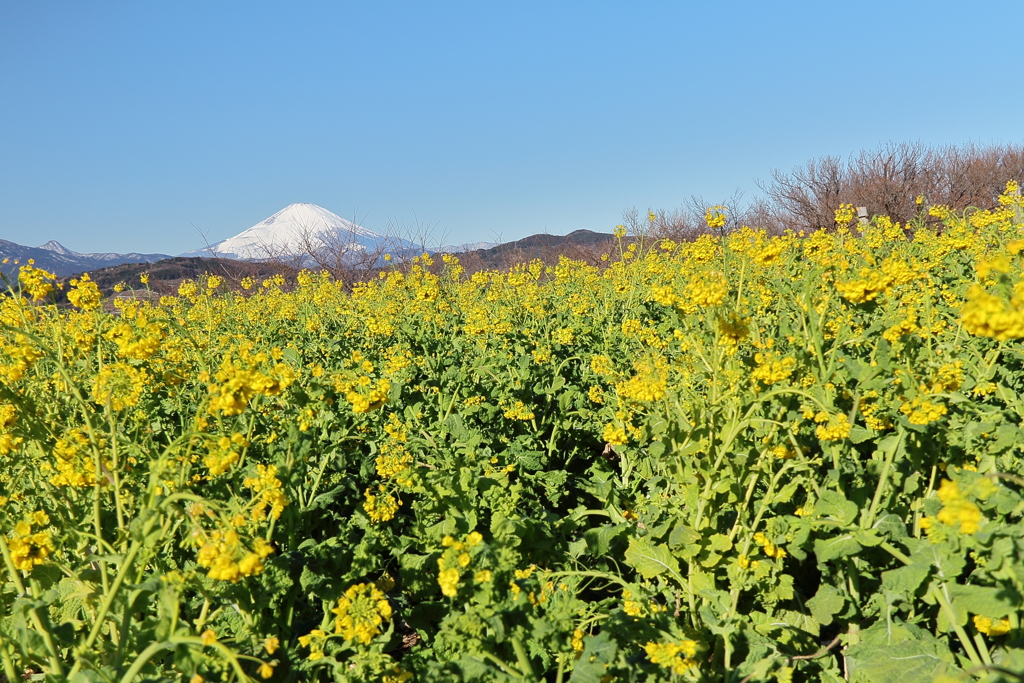 菜の花のある風景２