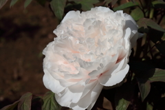 花散歩牡丹３