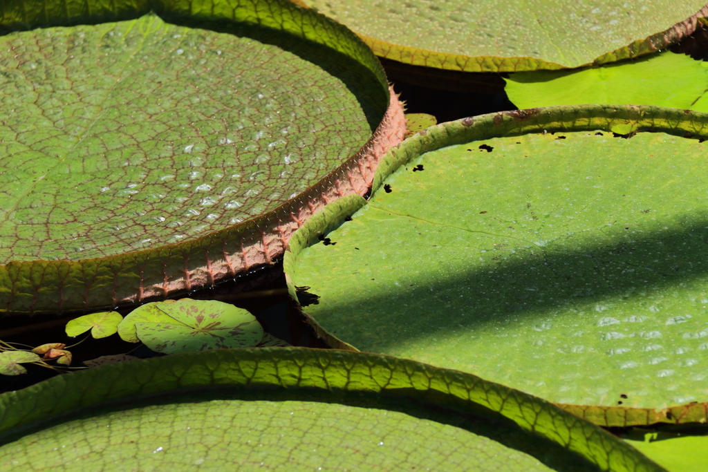 オオオニバス浮かぶ