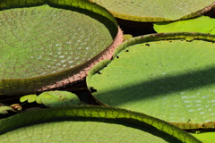 オオオニバス浮かぶ