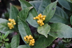 花散歩センリョウ