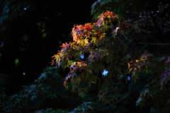 秋陽のスポットライト