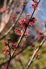 春ひとつ　マンサク