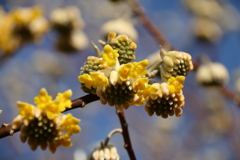 やっと開花の三椏２