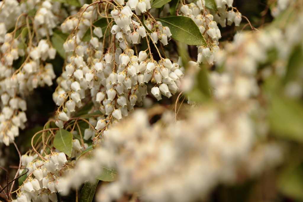 アセビ咲く春２