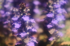 散歩道の野草達18