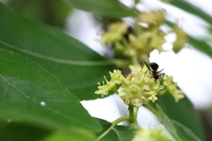 ナツメ咲く頃４