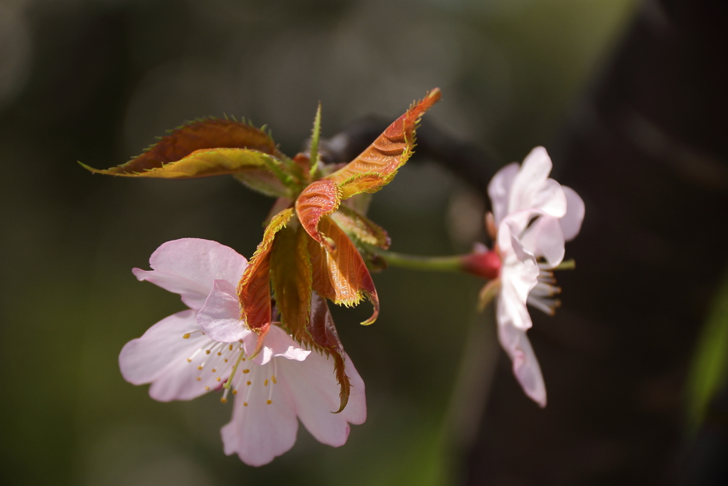 散り急ぐなかれ２