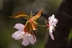 散り急ぐなかれ２