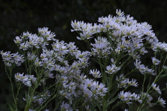 花の歳時記　小菊