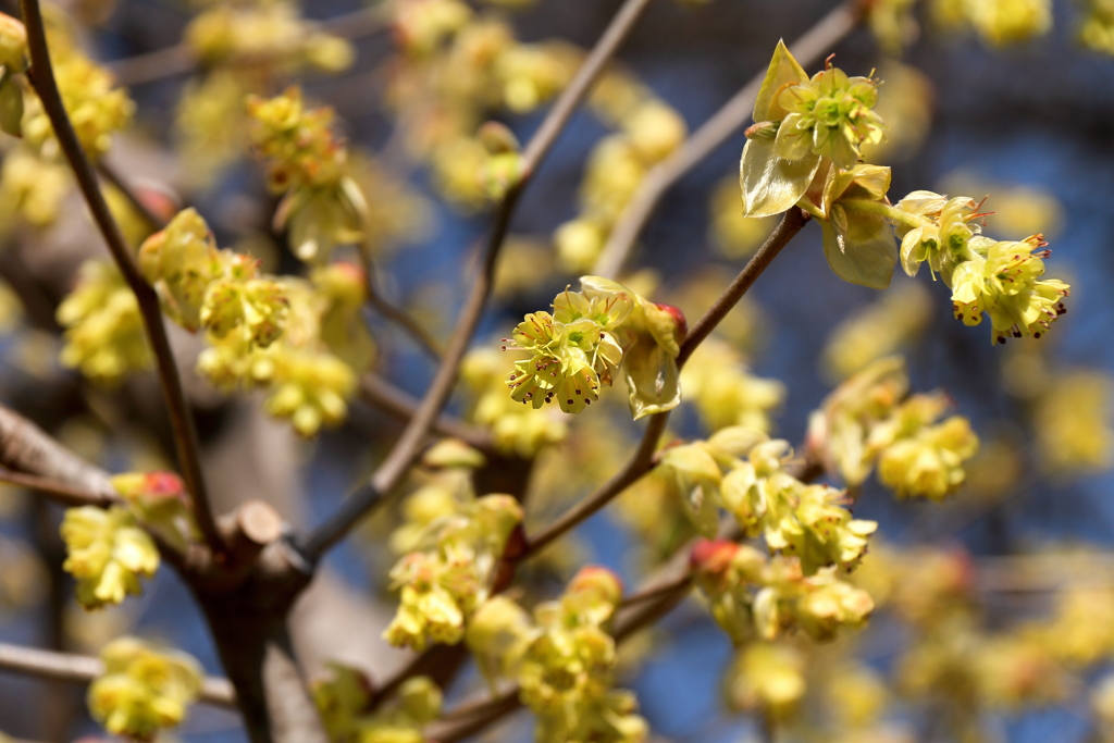 春、植物園11 トサミズキ