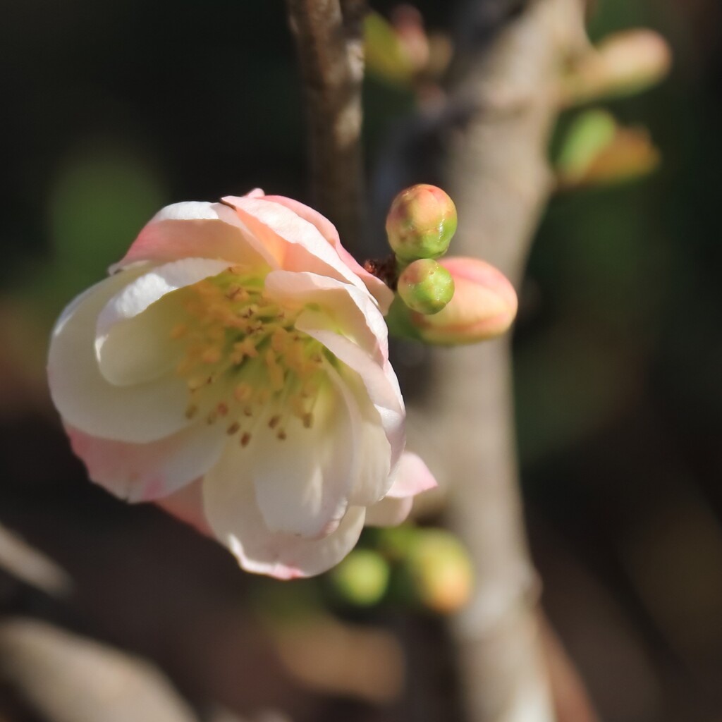 花散歩木瓜２
