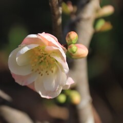 花散歩木瓜２